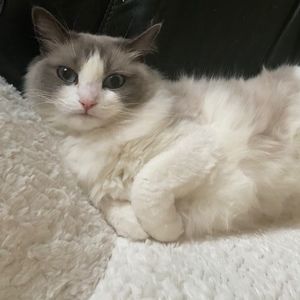 Meet your Posher, Victoria